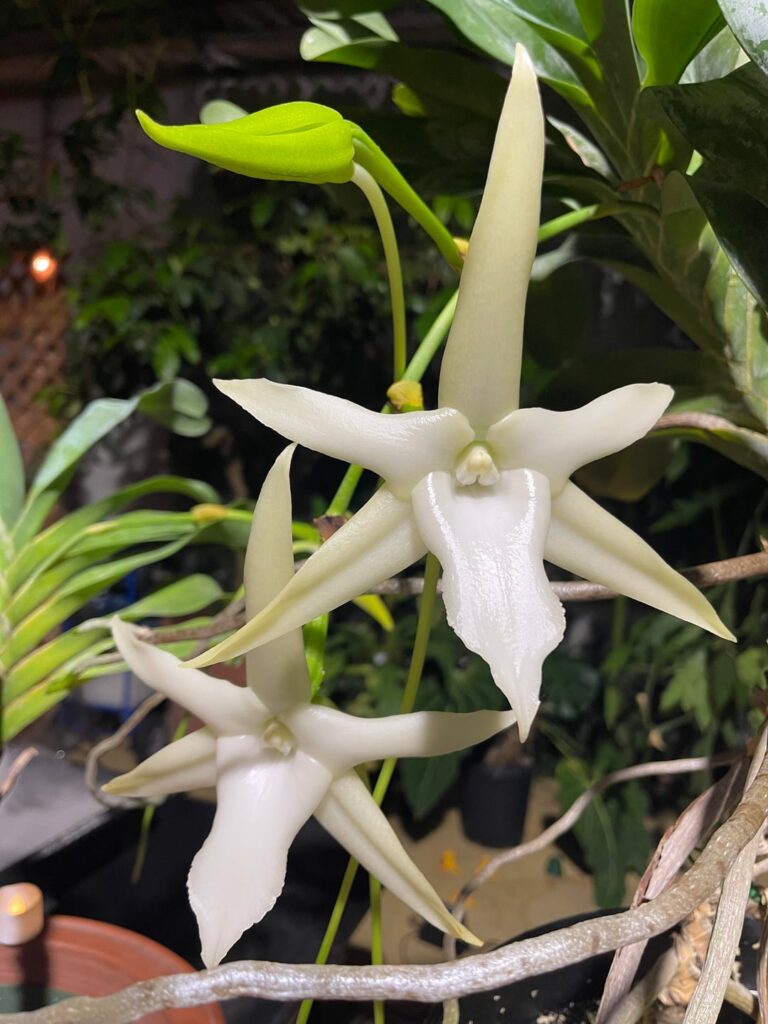 Angraecum Sesquipedale; Darwin’s Orchid Angraecum Sesquipedale; Darwin’s Orchid