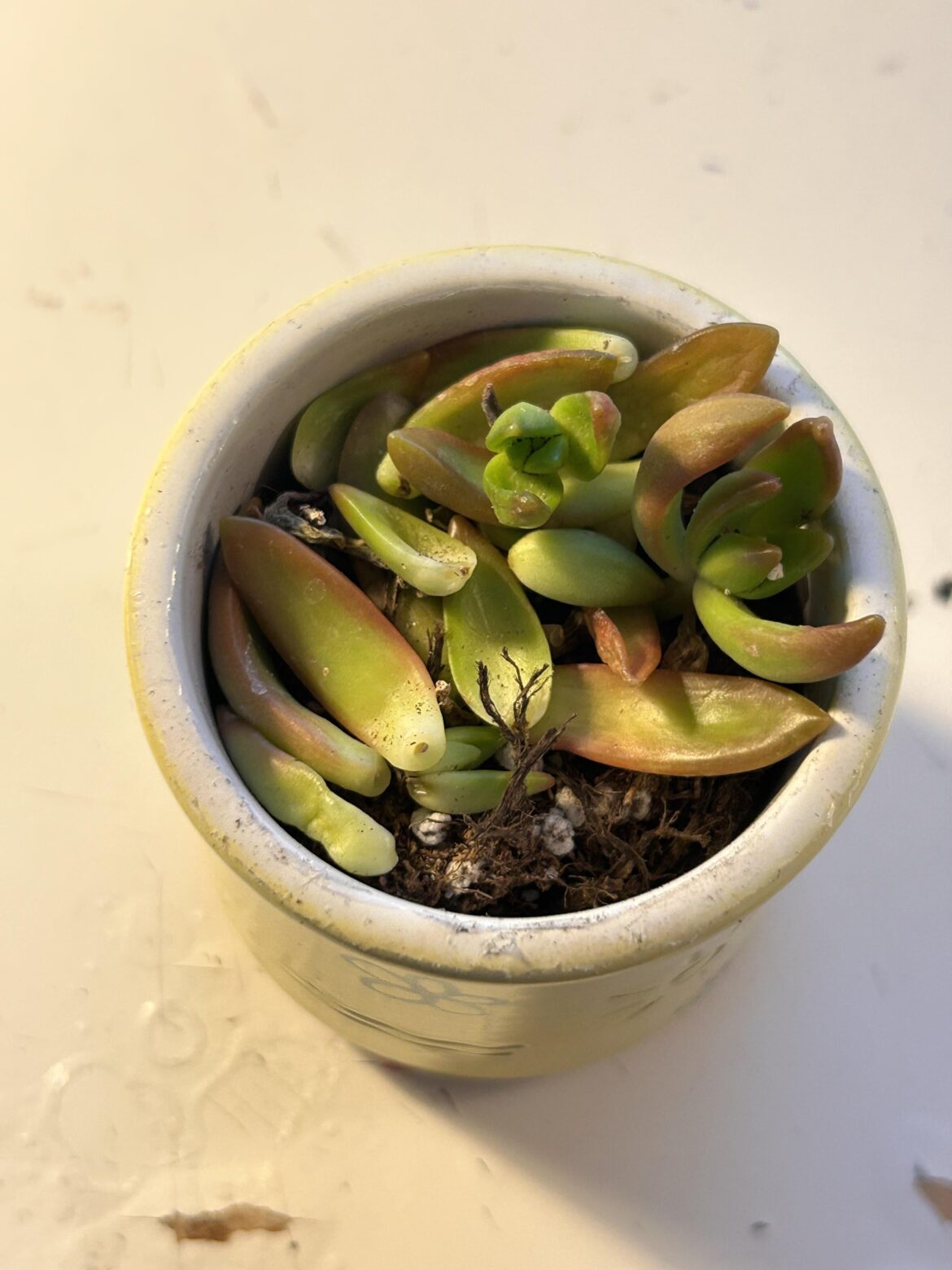 succulent just fell apart succulent just fell apart