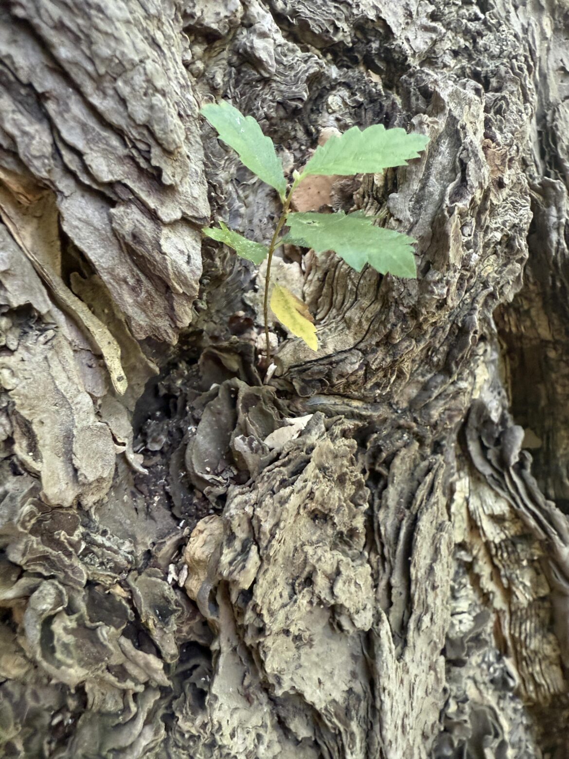 baby oak found growing in the furrowed bark of a mature ginkgo
