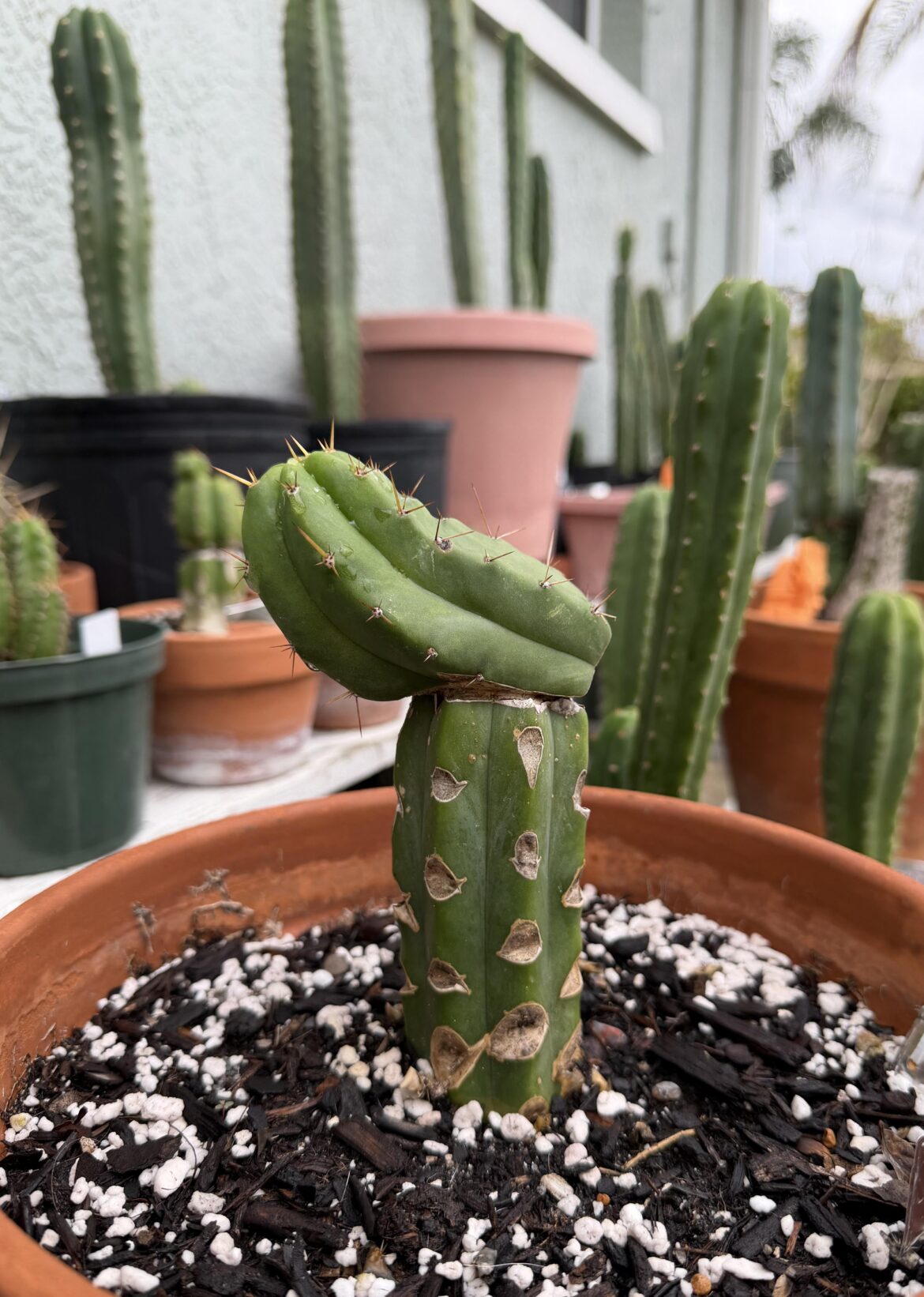 Half-tip graft because I was curious.