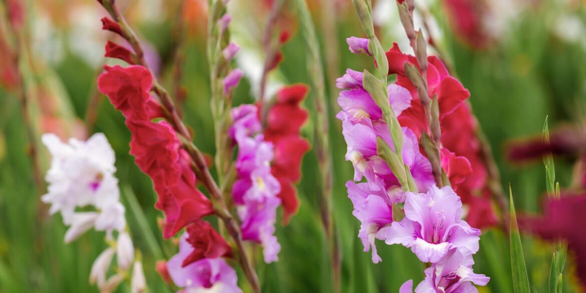 6 'Unfashionable' Garden Plants Making A Comeback In 2026
