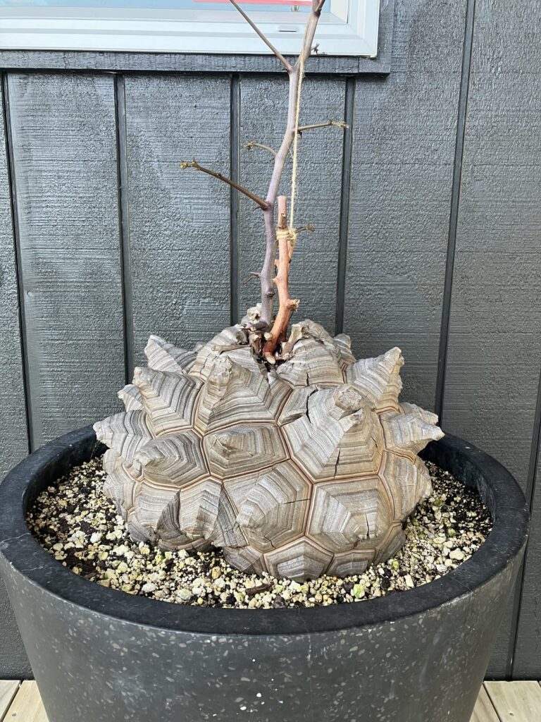 I love how it looks when dormant, but I'm always relieved when it starts growing again!