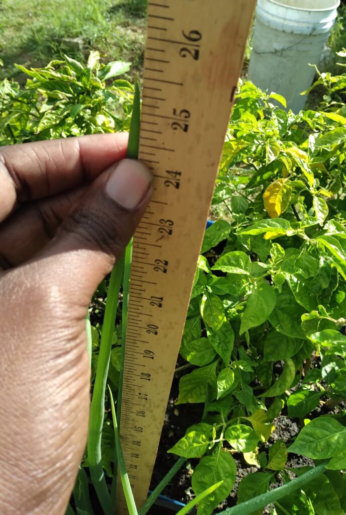 I’ve Never Seen Any This Big & Long 25.5 inches π Before Have You? I've Never Seen Any This Big & Long 25.5 inches π Before Have You?