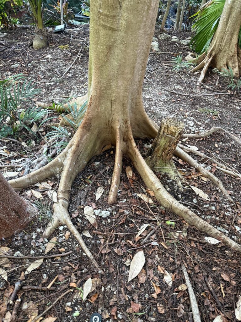 beautiful roots