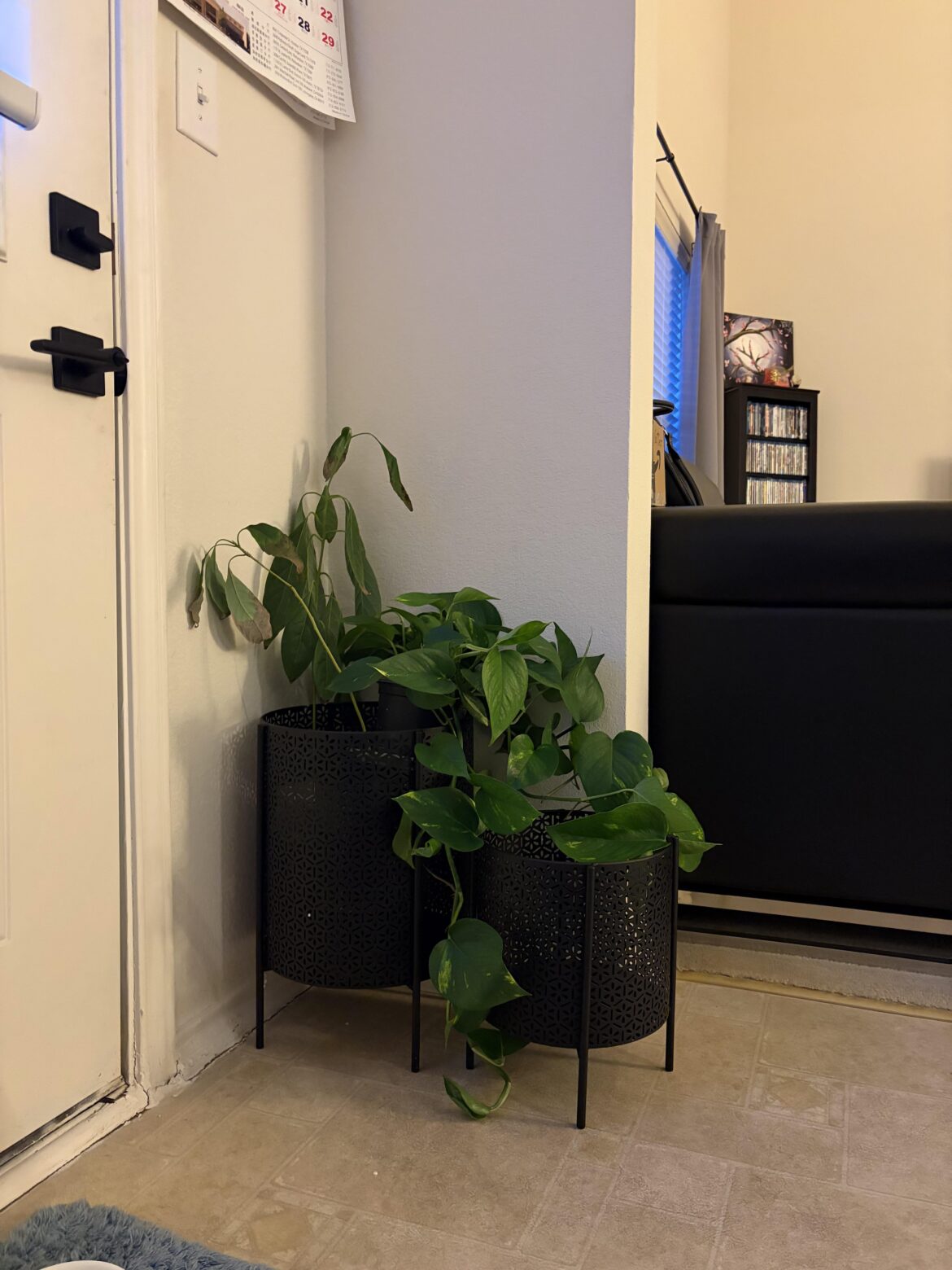 37 years old and bought my first ever house plant!!! Nothing like your first they say :)