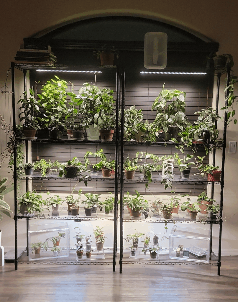 My hoya heaven 💚
