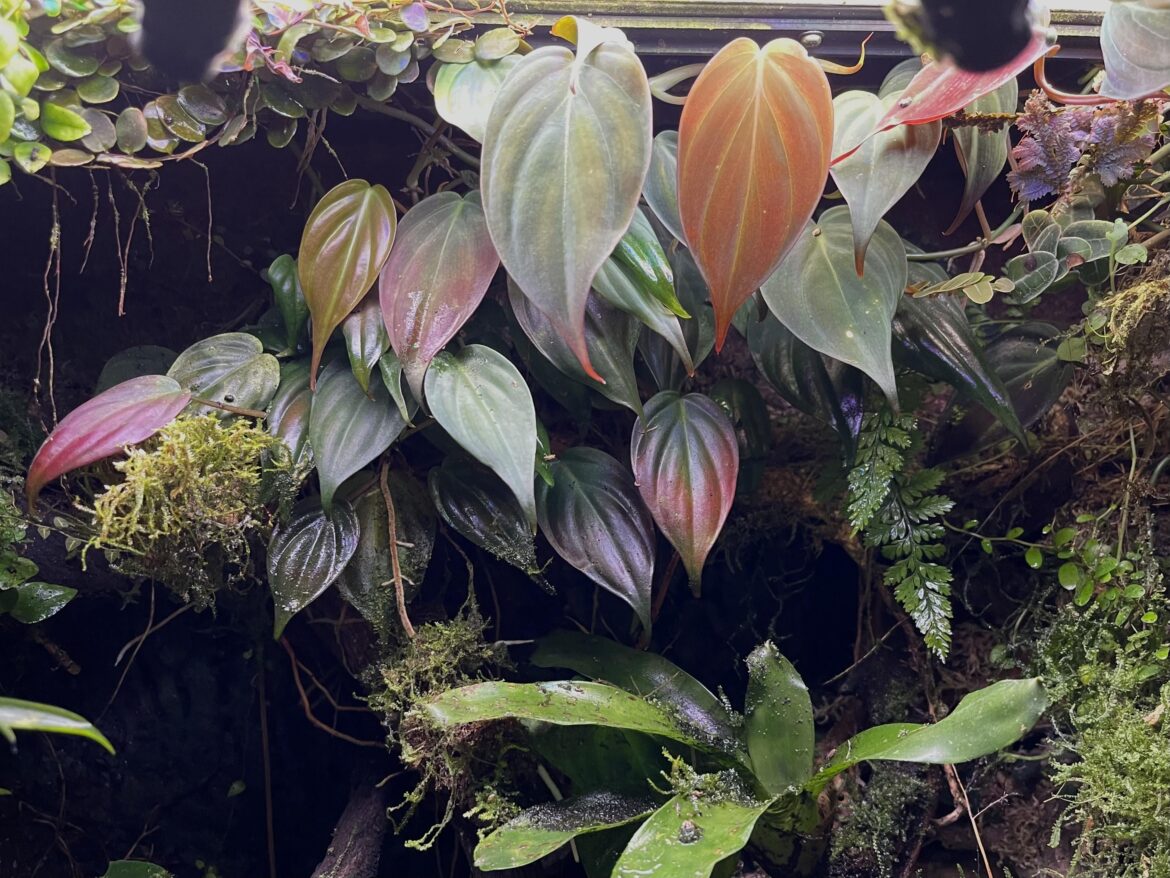 Different colors of Philo Micans