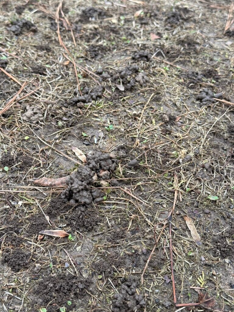 So Depressing — Invasive Jumping Worm Taking Over Our Yard!