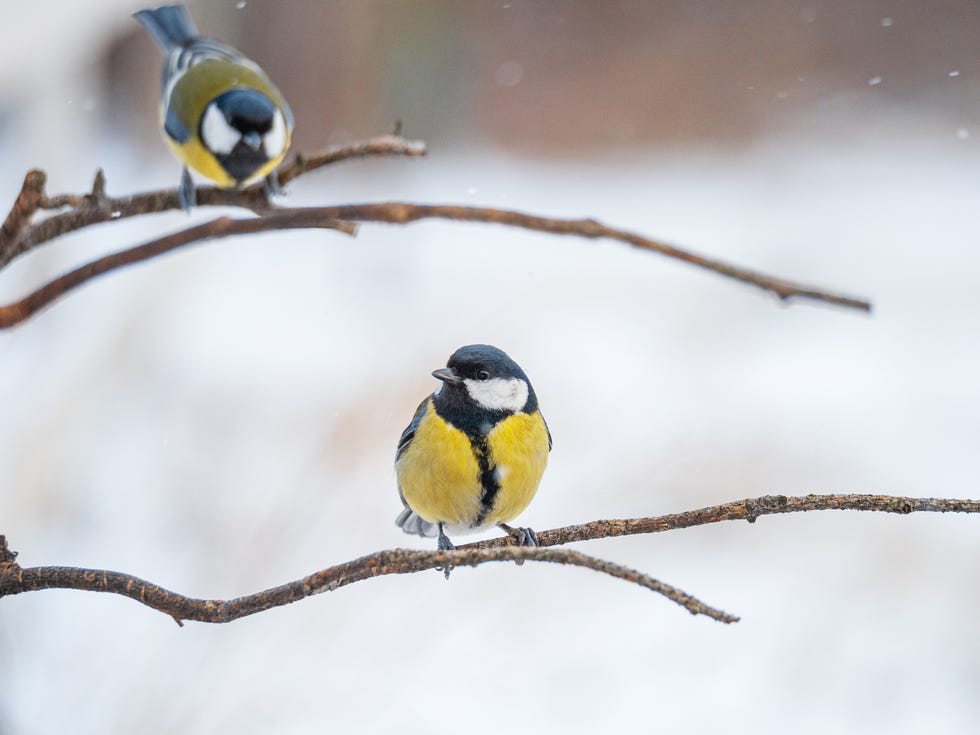 Want To Help The Birds This Winter? great tit, parus major at winter