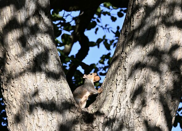 Grey squirrel perched in a tree with a walnut Grey squirrel perched in a tree with a walnut
