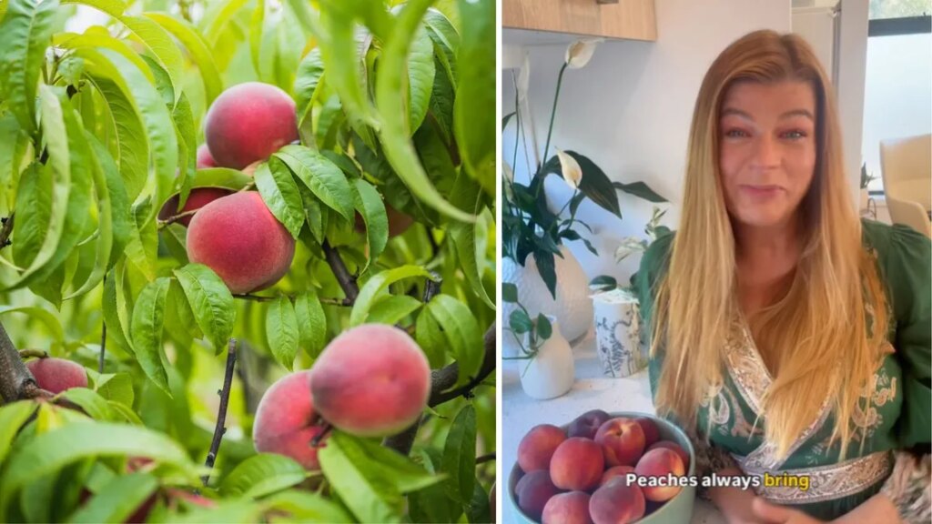 How to grow juicy peaches: Melissa King's guide