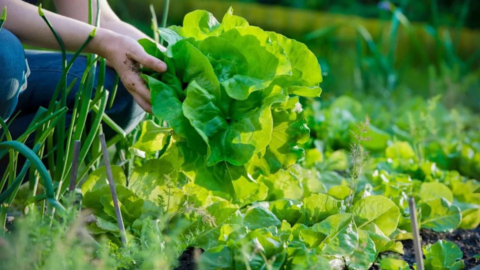 growing lettuce