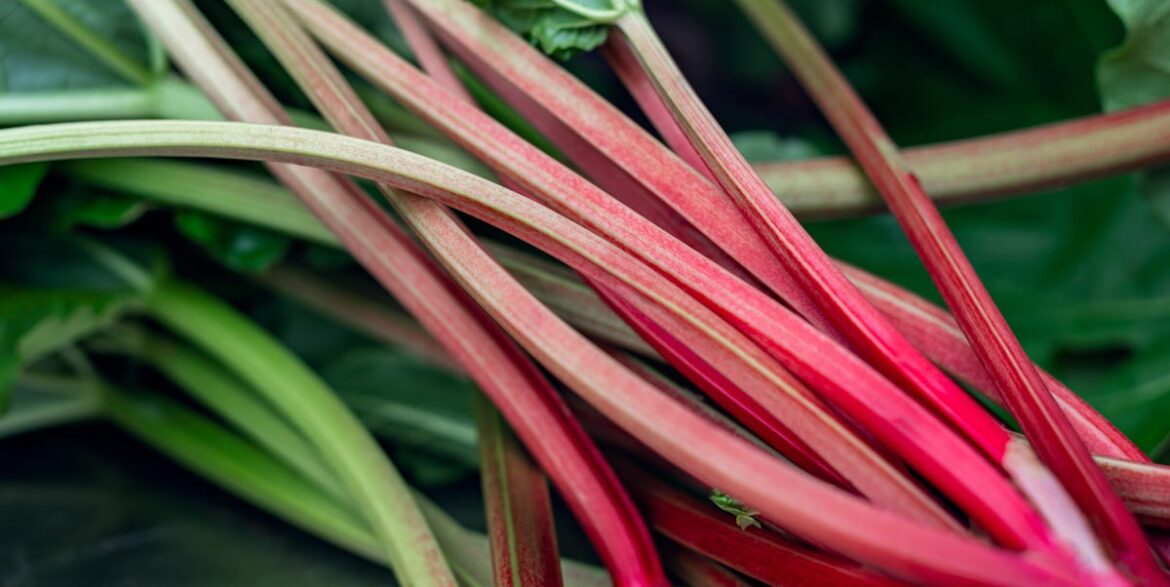 How To Grow Rhubarb — When To Plant And Growing Tips