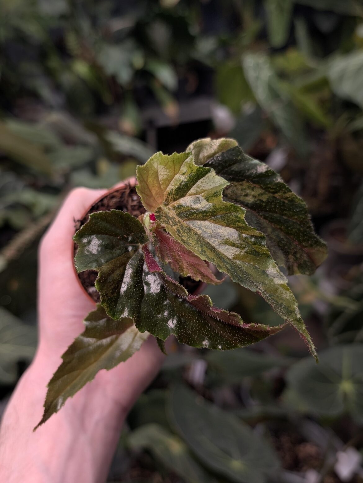 Begonia Ginny Galaxy Pink Variegated