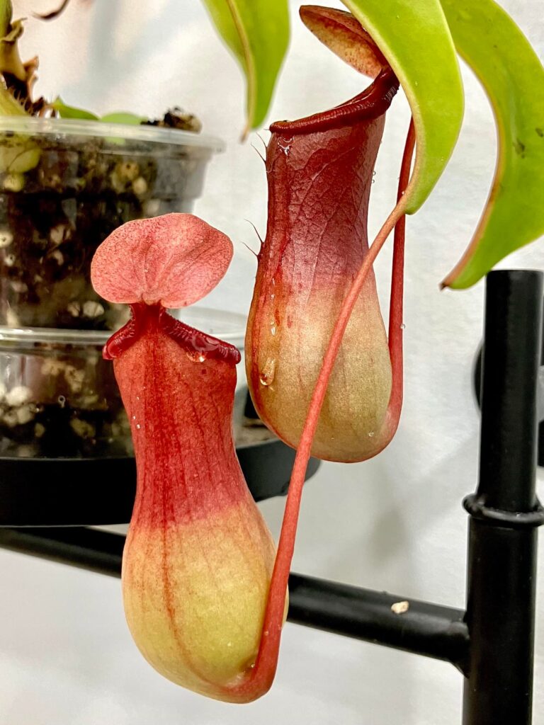 Dripping pitchers Dripping pitchers