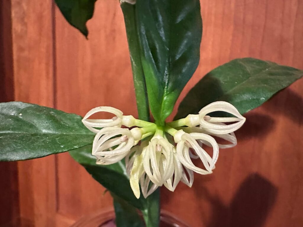 Someone is feeling extra, this decipulae aka whisk Hoya is out of control