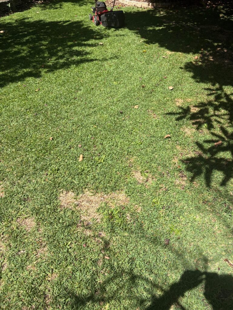 Dead spots in otherwise nice grass (Australia)