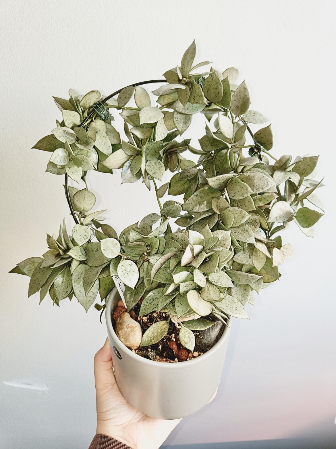 My hoya lacunosa mint coin 💚