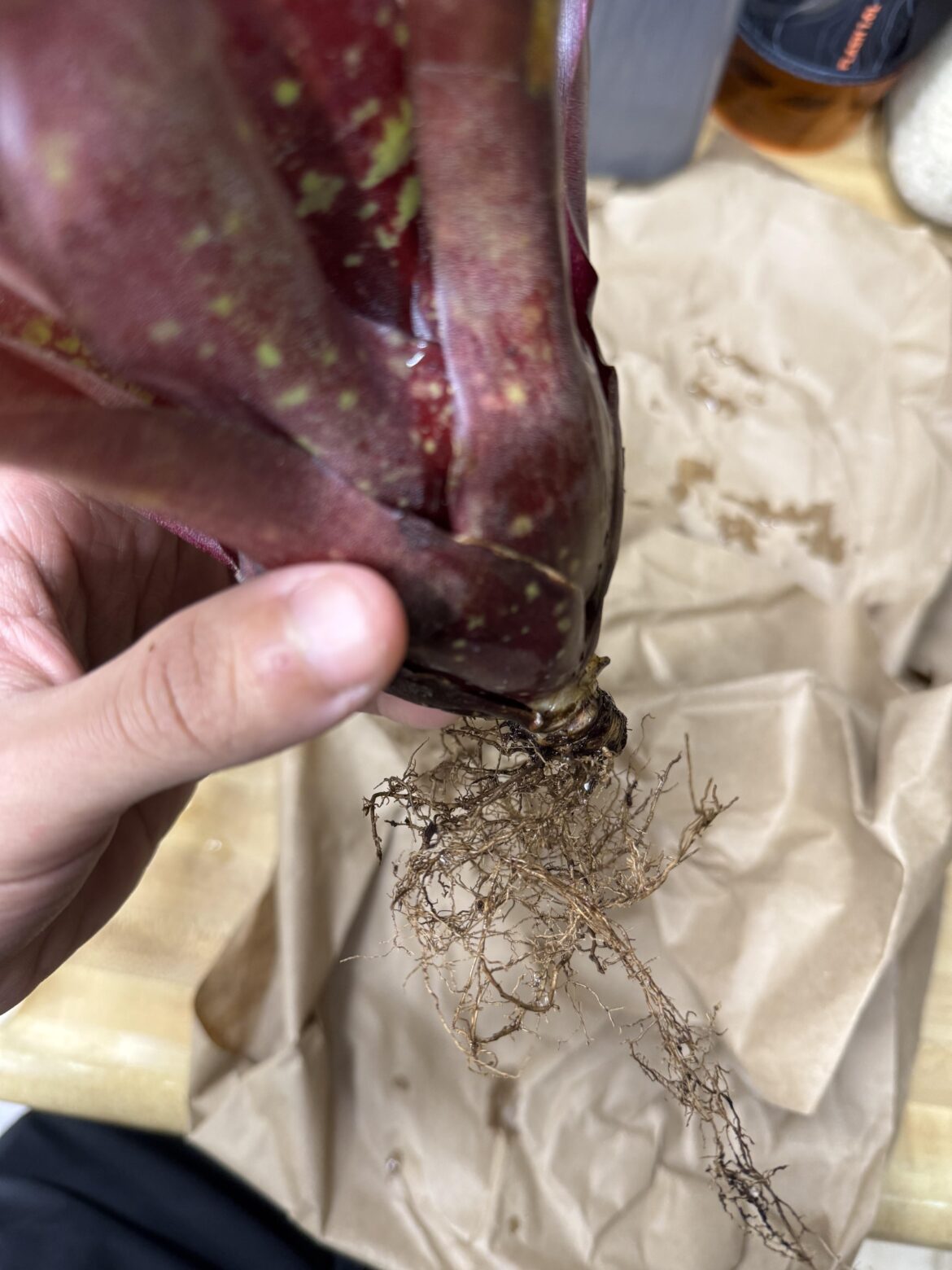 Can I cut some of the roots down before I attach it to a piece of wood or will it harm the brom?