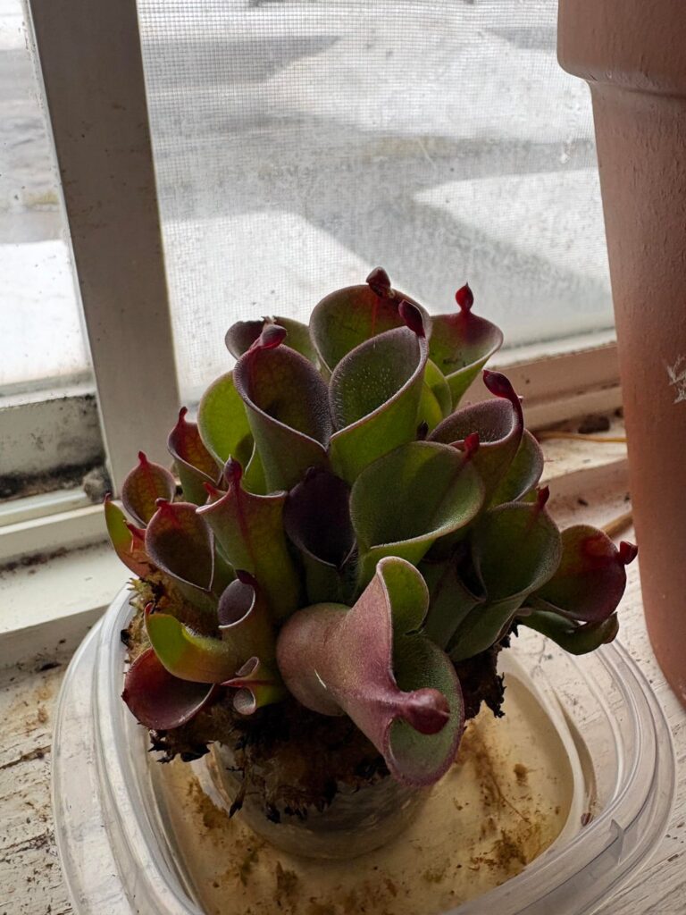 Window grown Heliamphora Pulchella loving the cold Canadian winter in my windowsill