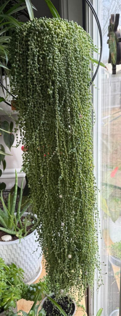 Princess Pearl is blooming