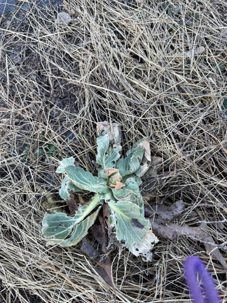 Forgot about this cabbage from last season