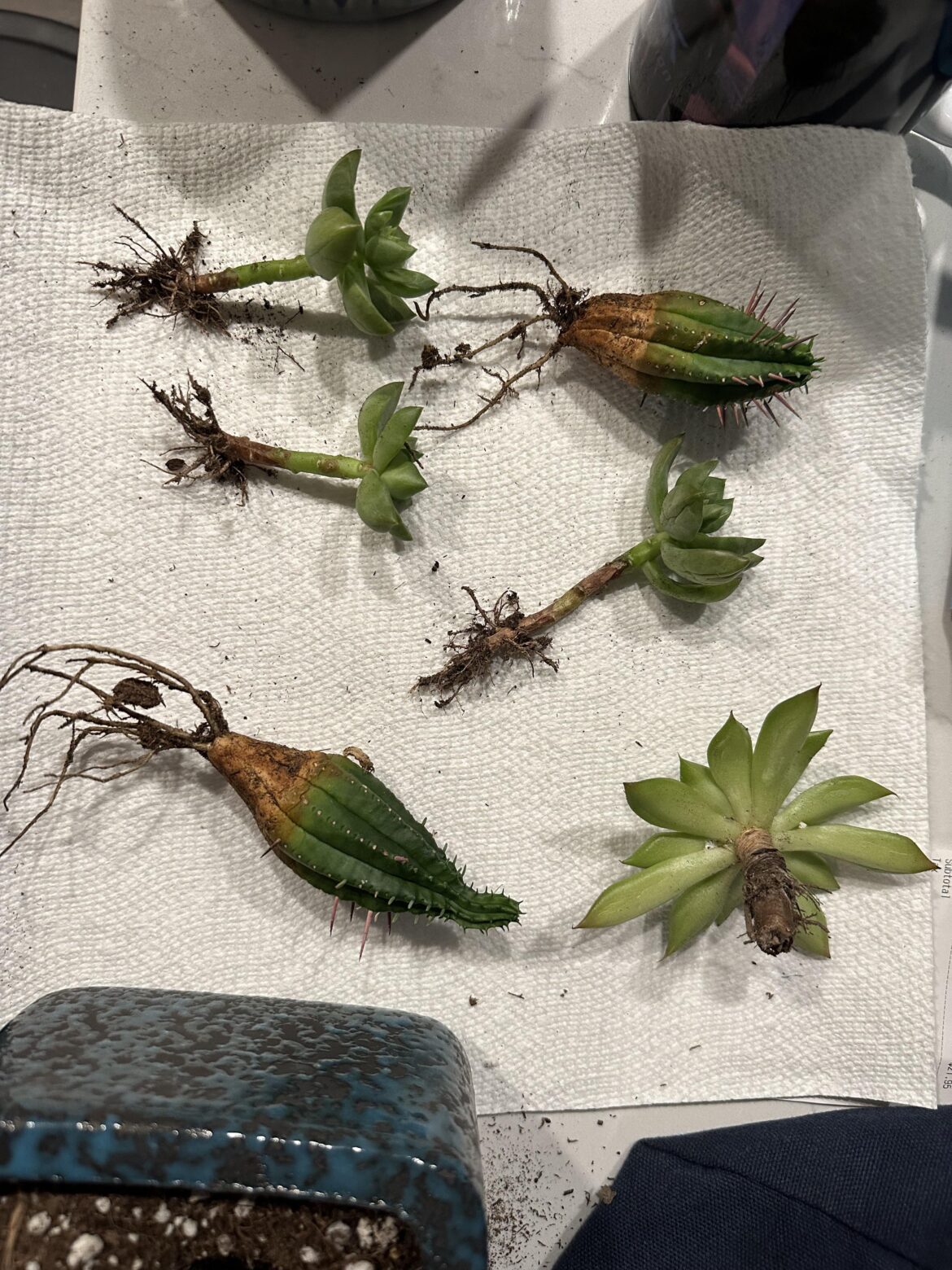 Help! Repotting rotting (?) succulents