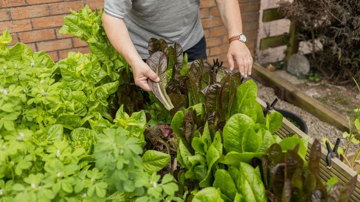 Home allotments and other gardening trends for 2026 Google Play Button