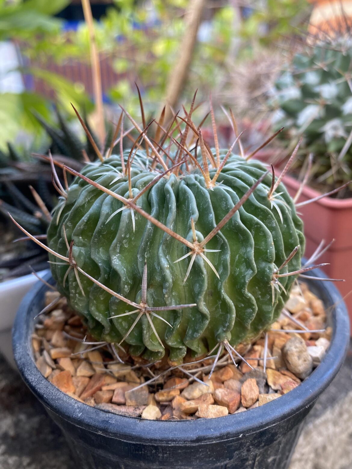 $3 deal