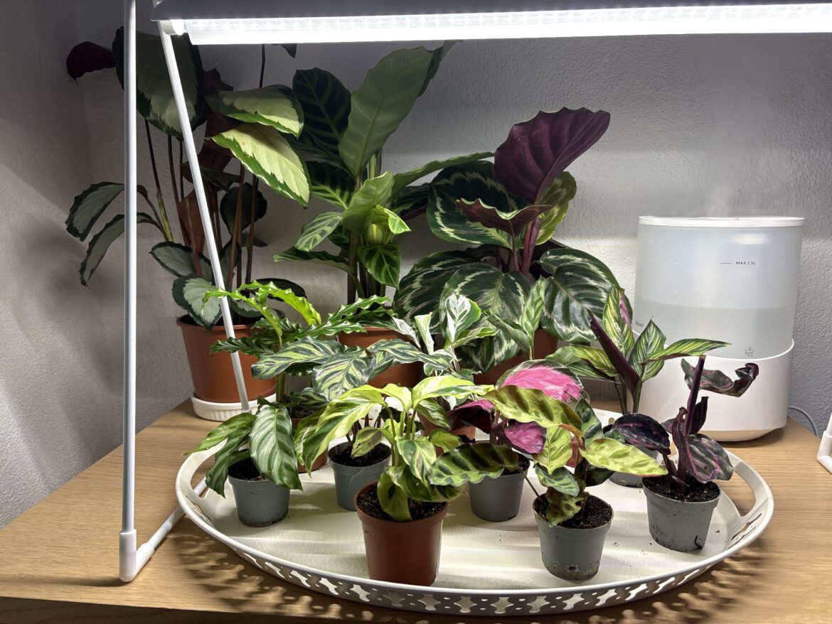 Where do I place a hygrometer for best accuracy?