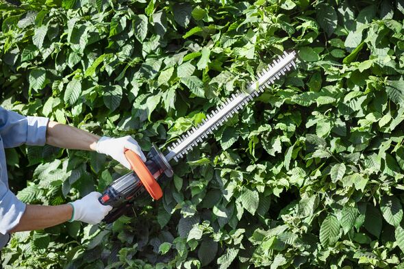 Hedge Trimming with Cordless Trimmer Hedge Trimming with Cordless Trimmer