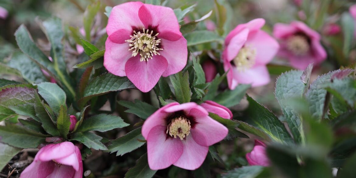 Everything to Plant, Prune and Tidy