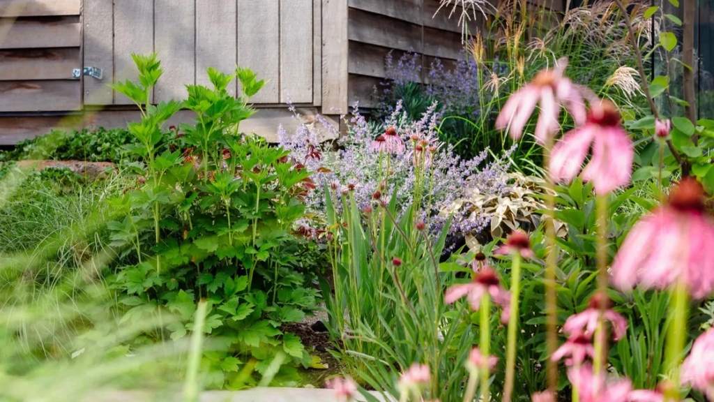 A Horticulturalist’s 10 Best Flowering Ground Cover Plants Australia A Horticulturalist's 10 Best Flowering Ground Cover Plants Australia