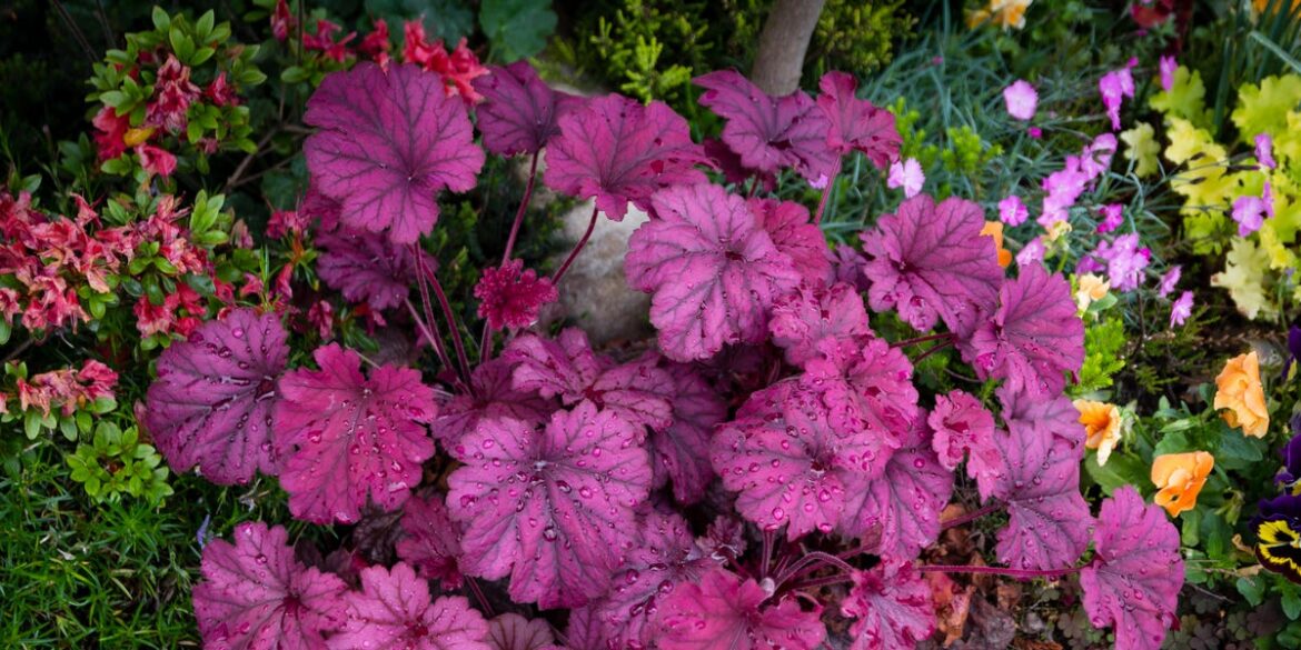 Plants That Genuinely Help Us Feel Calmer