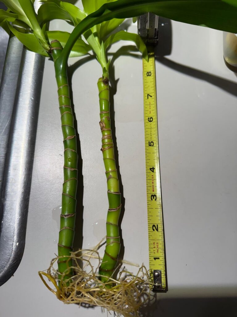 How deep to plant Dracaena cuttings?