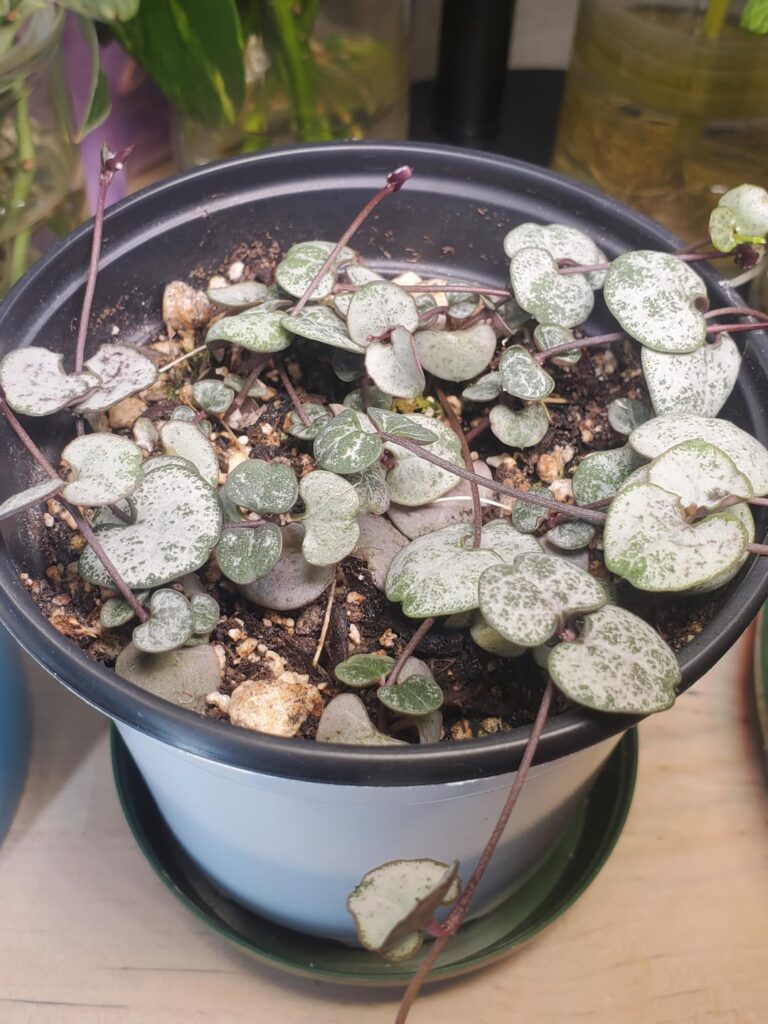 Help diagnosing SoH issues Help diagnosing SoH issues