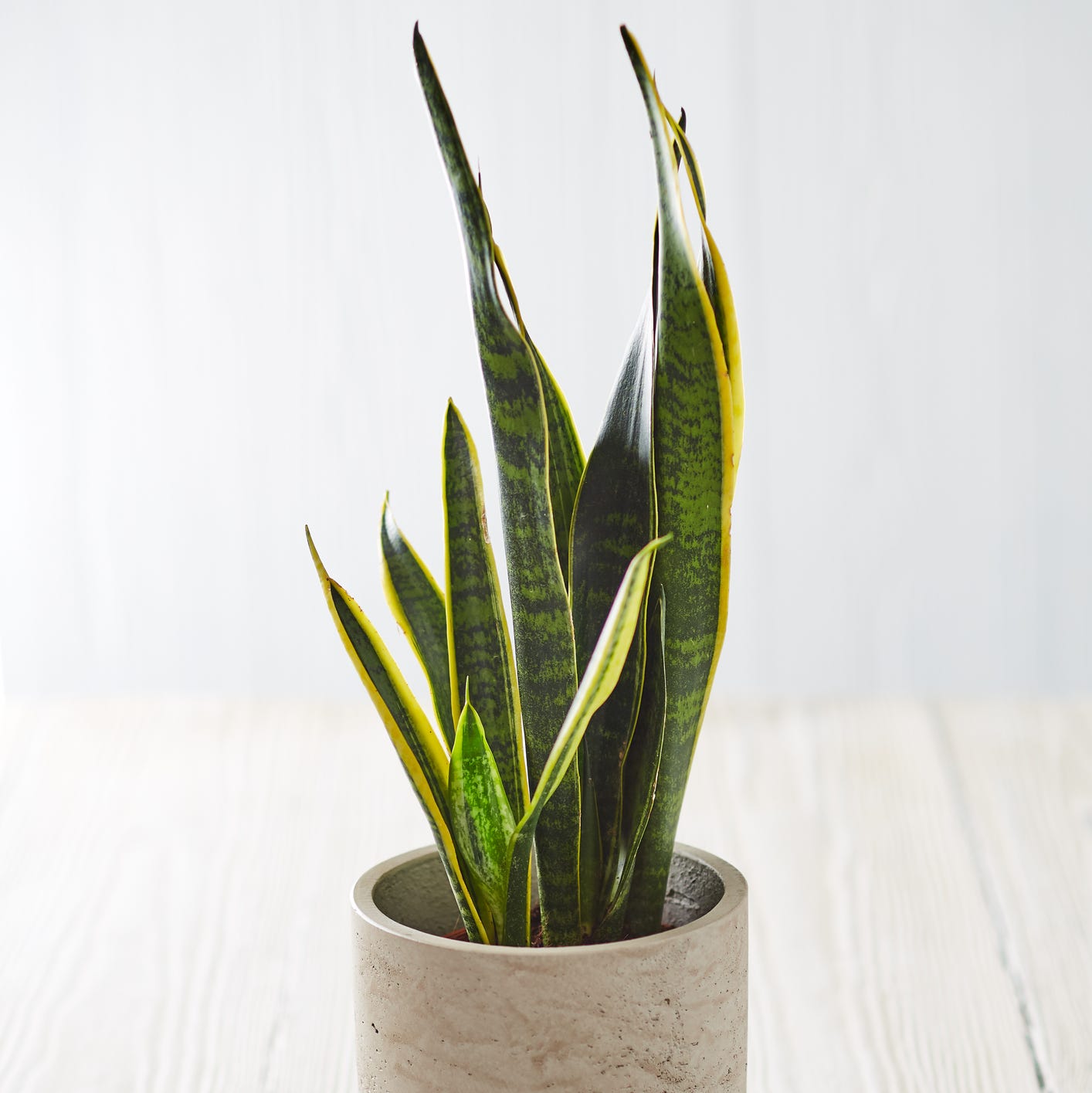 how to divide a plant