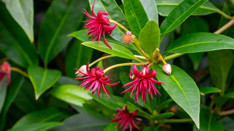 A flowering Florida anise shrub.