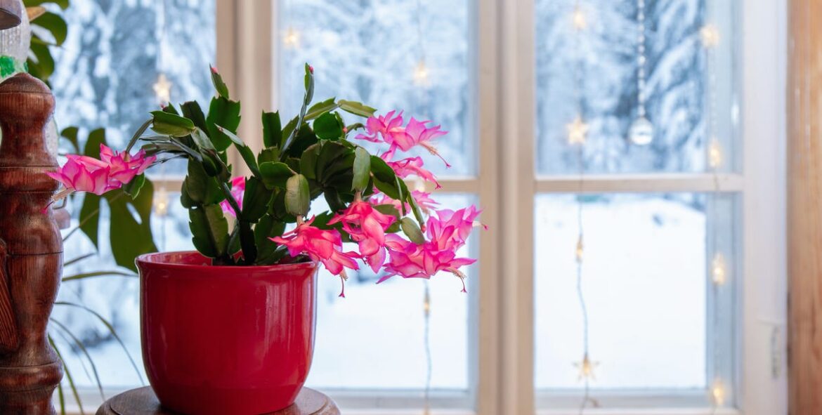 How to Get a Christmas Cactus to Bloom