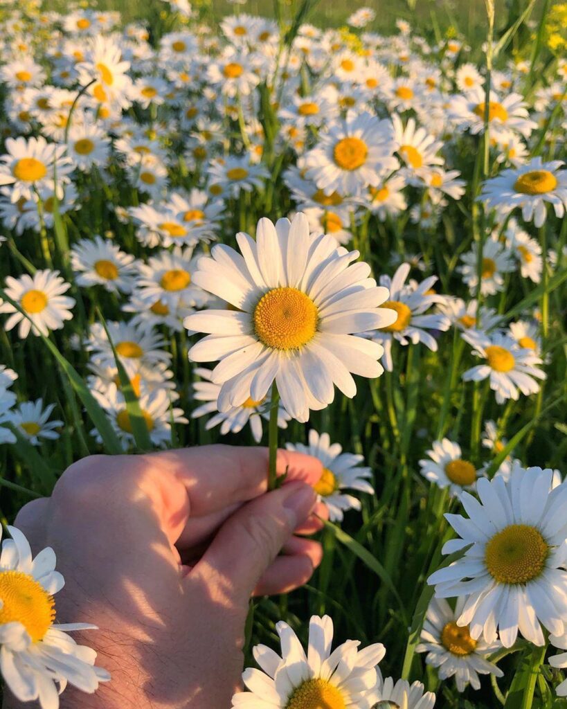 Flowers over everything.