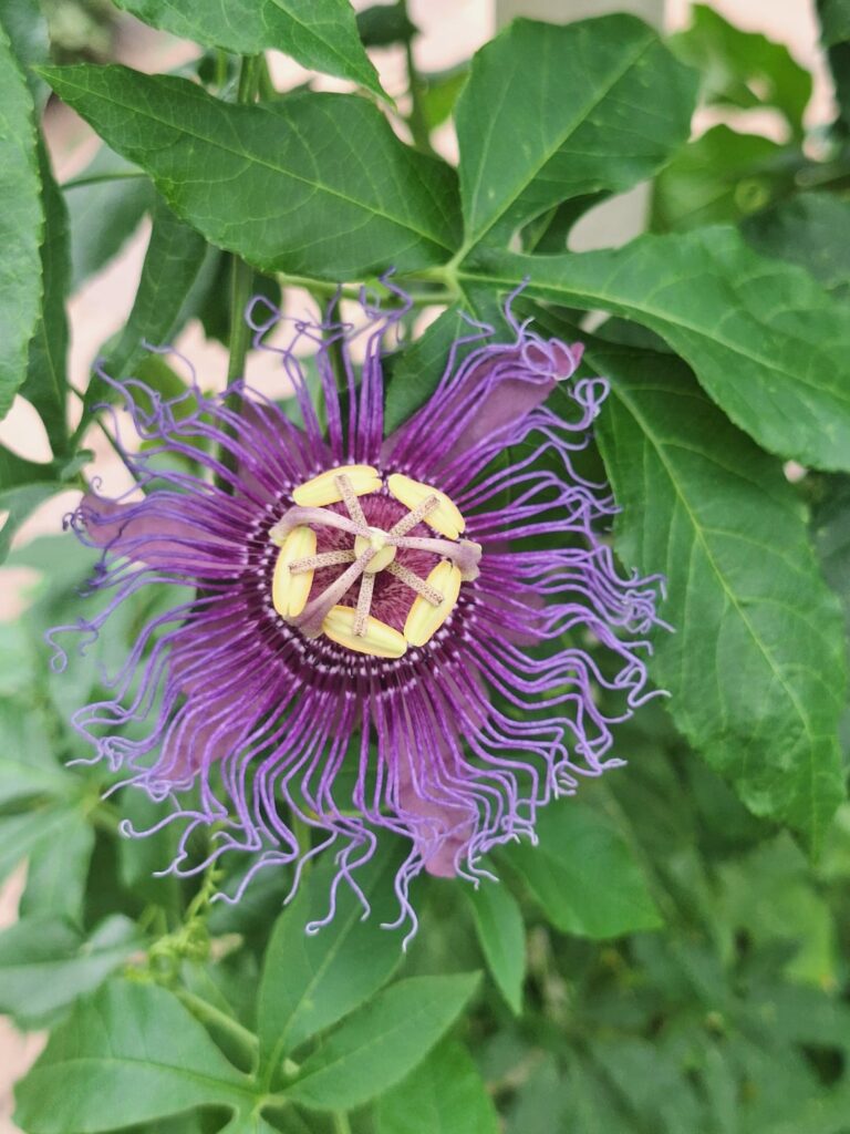 Purple Passion Flower & Red Passion Flower