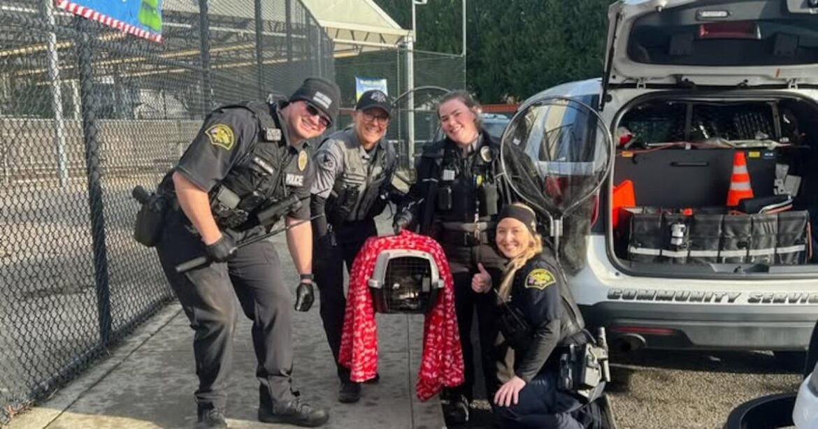 Raccoon caught after seen raiding garden section at Marysville grocery store – KIRO 7 News Seattle