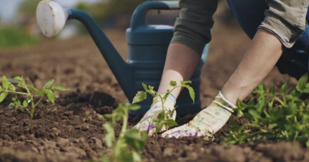Ontario court rules naturalized gardens are a free expression right