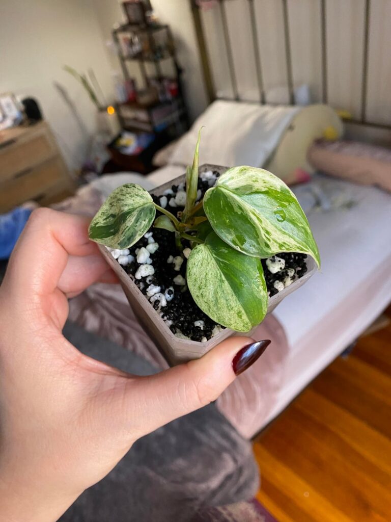 Variegated Heartleaf Philodendron