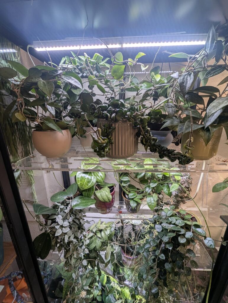 ~30 mature Hoya's, do I do a major chop?