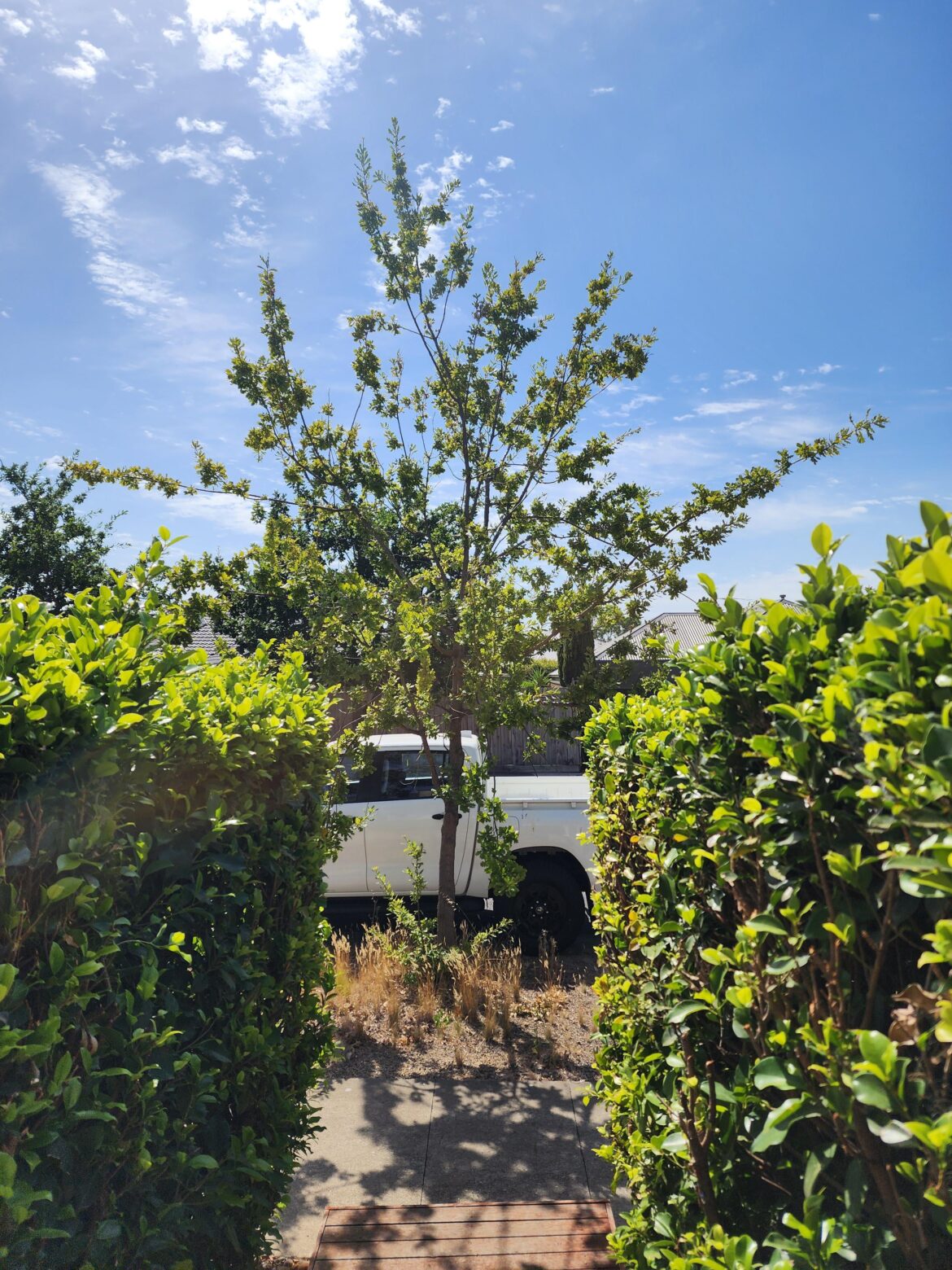 How do I get this tree to grow?