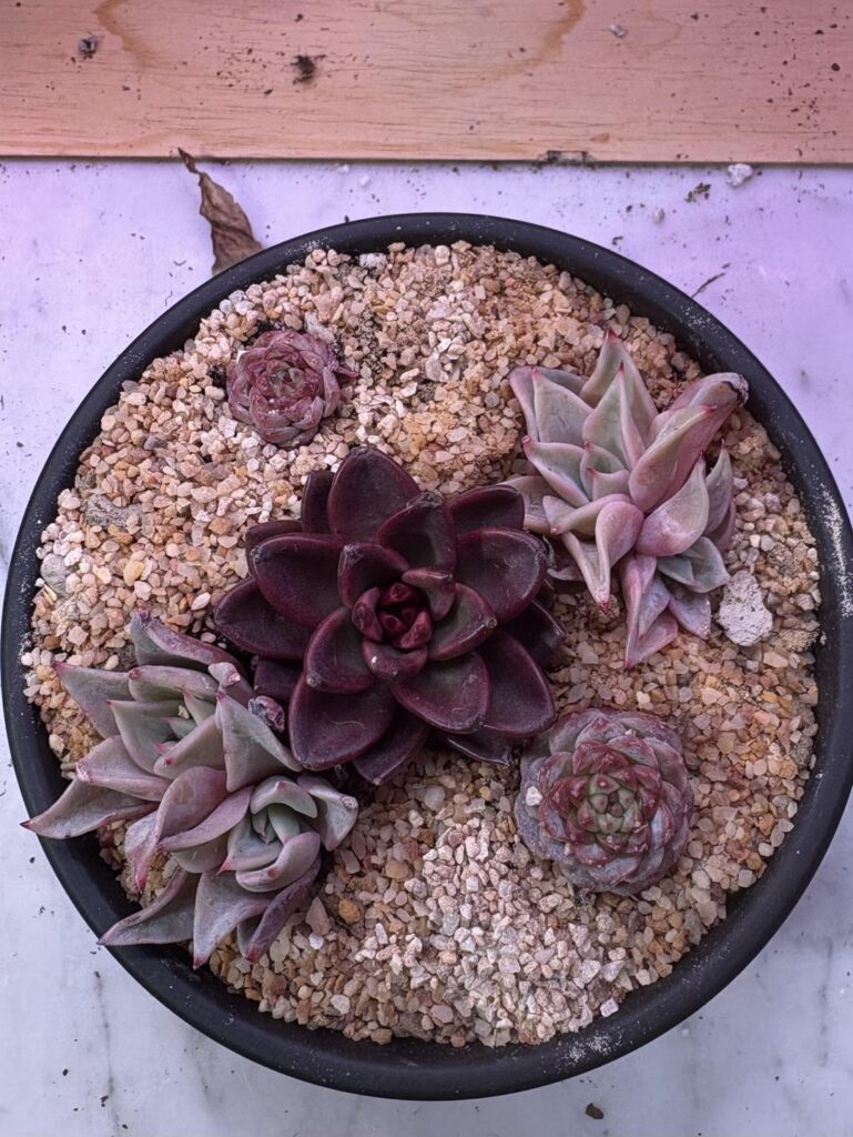 My first arrangement