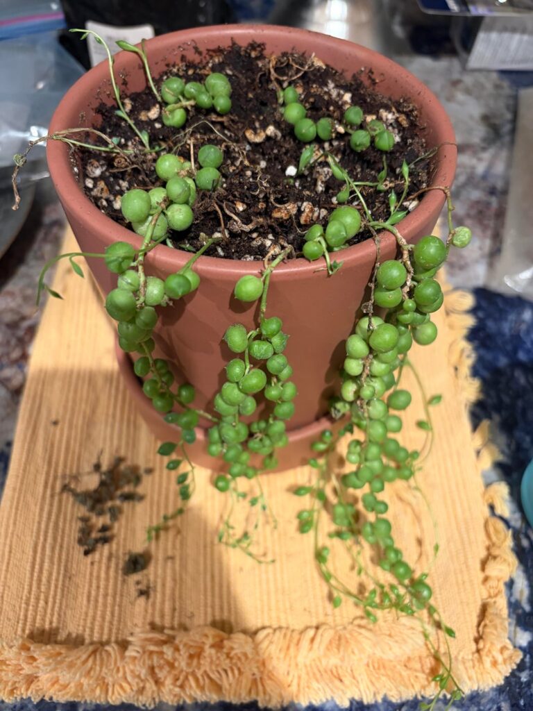 Need help starting over