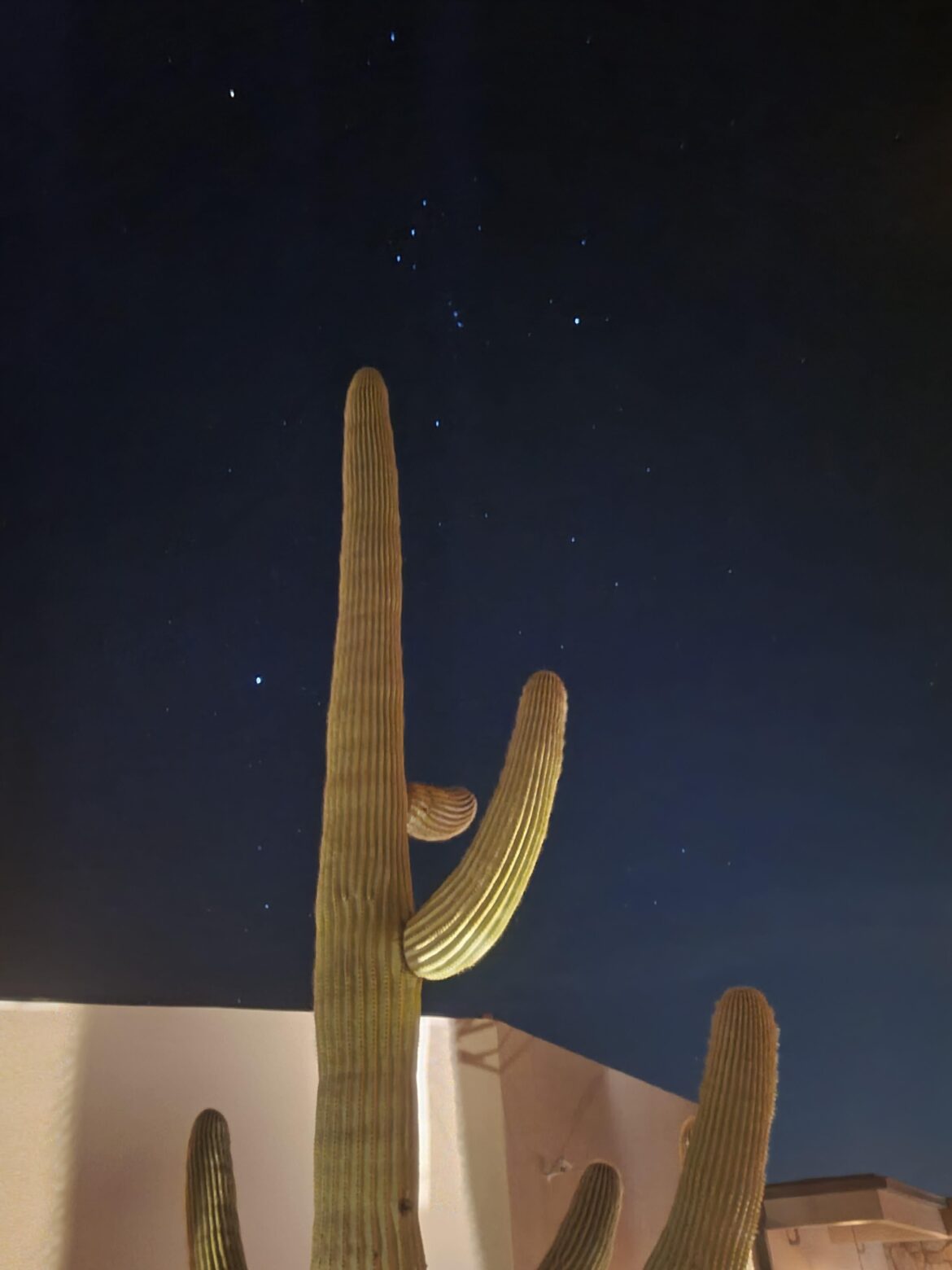 Saguaro cactus, Carefree Arizona
