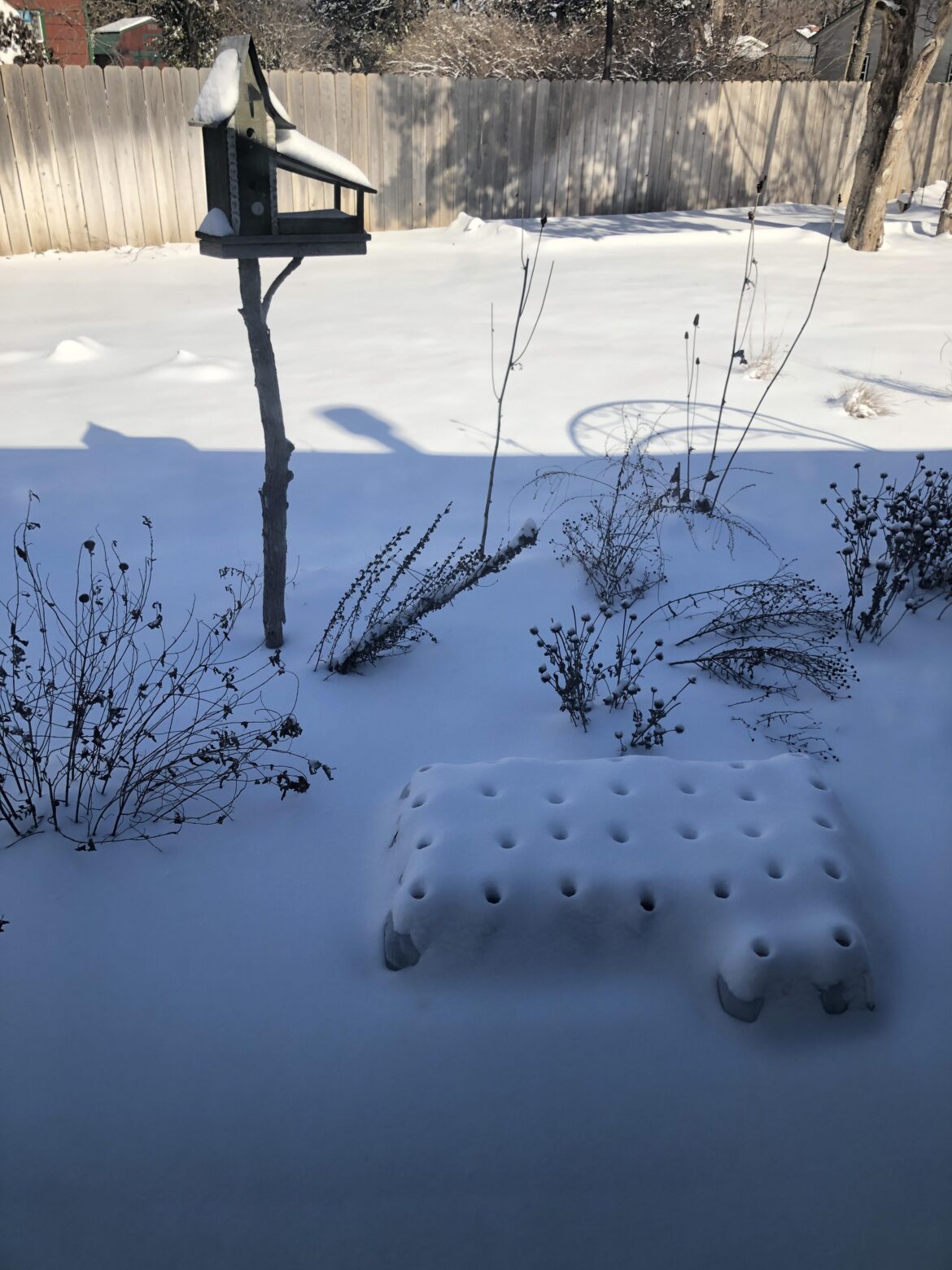 Cozy seeds